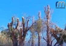 Indignación en La Banda de Abajo en Cafayate tras una severa poda de arbolado a cargo de EDESA