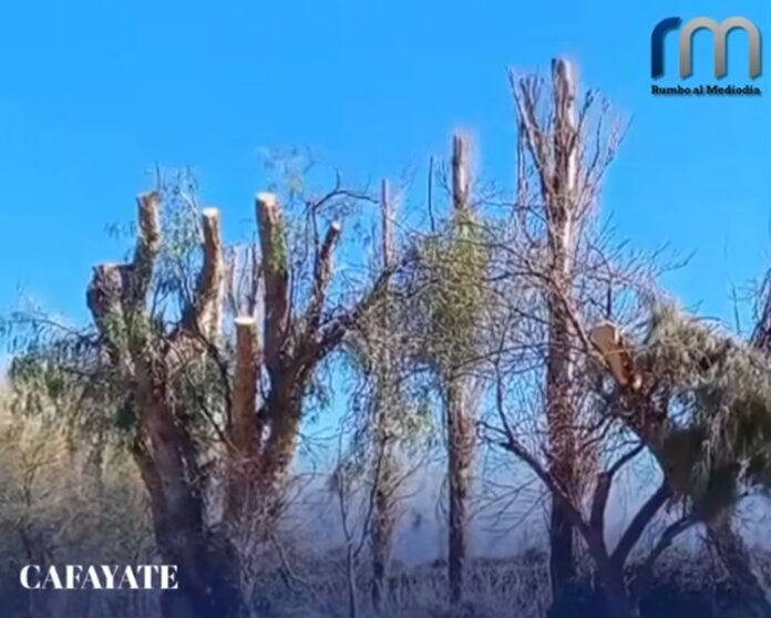poda en cafayate
