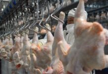 El pollo hace historia en la mesa de los argentinos: ya supera a la carne vacuna en consumo