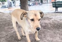 La huella del dolor y un clamor de justicia: nace la “Ley Lola” para castigar el maltrato animal