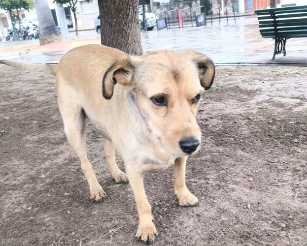 PERRO EN LA PLAZA