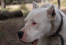 Otro ataque de un perro en Córdoba: un nene de dos años está internado tras haber sido mordido por un dogo