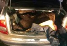 El baúl de la impunidad: llevaban un ternero faenado en el auto, escaparon de la policía y terminaron condenados