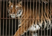 Una nueva oportunidad: 30 felinos son trasladados a santuarios