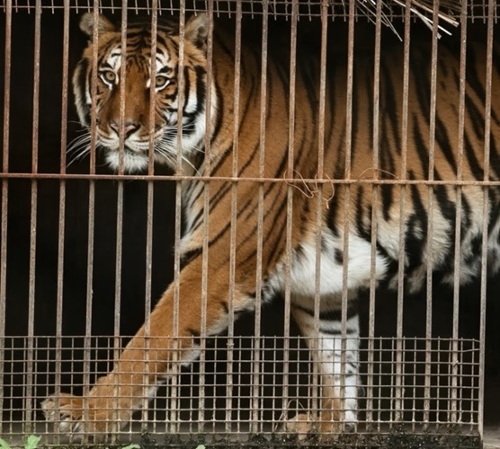 tigre de bengala