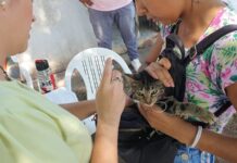 La Municipalidad despliega la campaña de vacunación antirrábica gratuita en cuatro barrios salteños