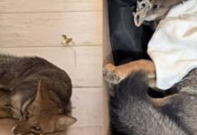 Rescatan en Aguaray a un pequeño zorro herido, quedó en resguardo para evaluar su estado y garantizar su bienestar